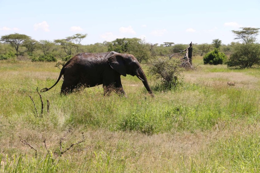 elephant, serengeti, tanzania, jungle, animal, wild