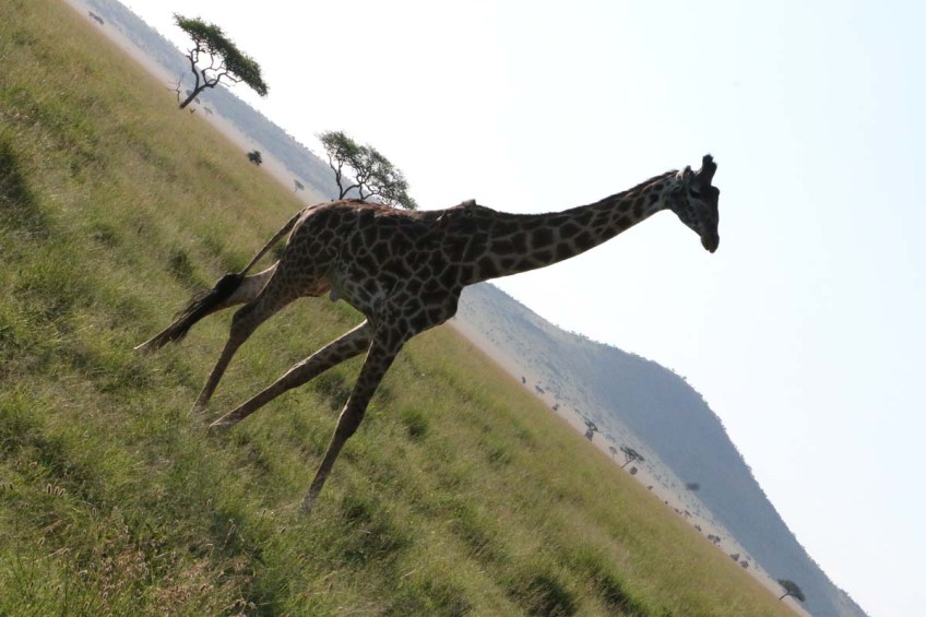 giraffe, wild, tanzania, jungle, safari,