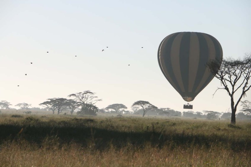hot air balloon, safari, jungle, Serengeti, sunrise