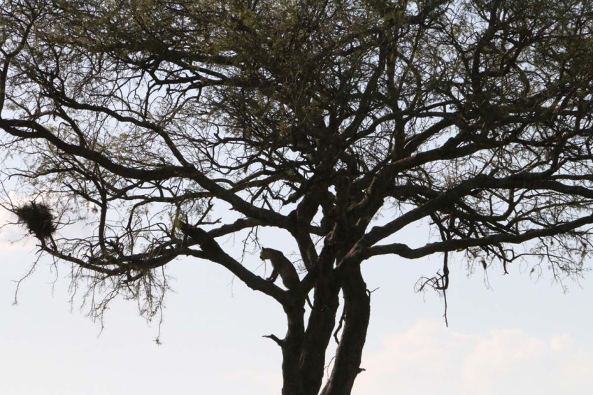 Leopard, cheetah, jungle, safari, tanzania, Serengeti