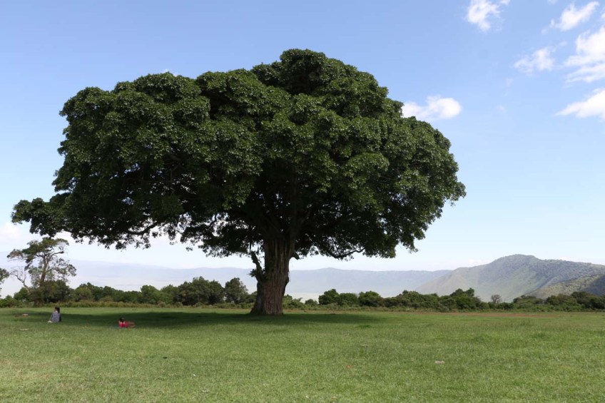 safari, tanzania, jungle, serengeti, ngorongoro crater, lake manyara