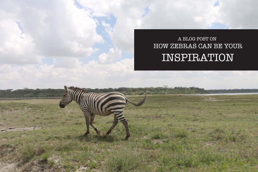 zebra, animal, jungle, tanzania, safari