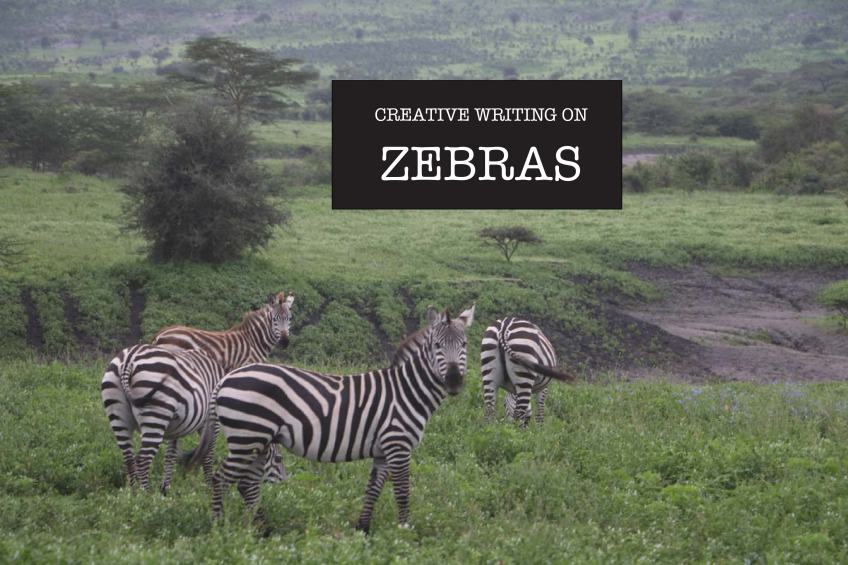zebra, animal, jungle, tanzania, safari