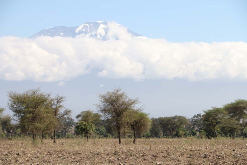 Nature, African, Tanzanian, Moshi, Tanzania, Kilimanjaro