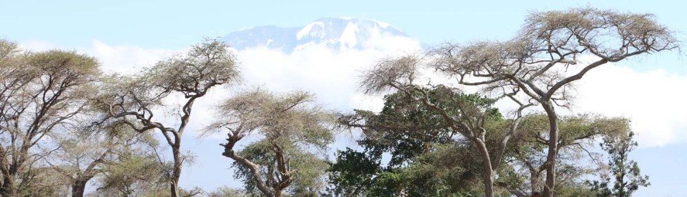 Overlooking Kilmanjaro, trees, tanzania, climb