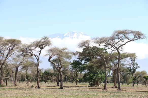 Overlooking Kilmanjaro, trees, tanzania, climb 