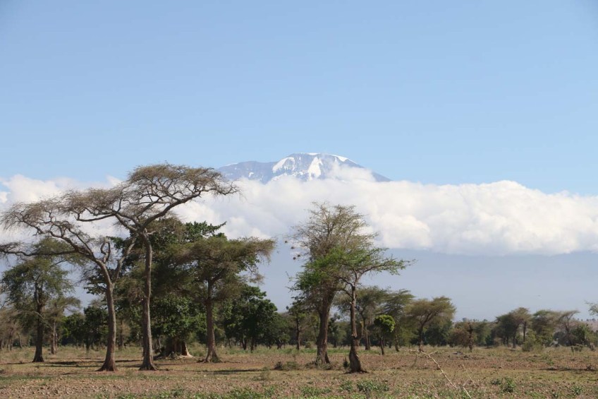 Nature, African, Tanzanian, Moshi, Tanzania, Kilimanjaro