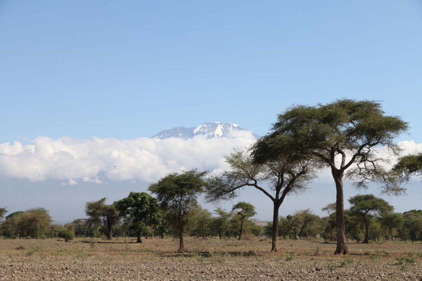 Nature, African, Tanzanian, Moshi, Tanzania, Kilimanjaro