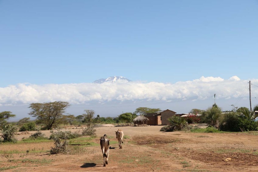 Nature, African, Tanzanian, Moshi, Tanzania, Kilimanjaro