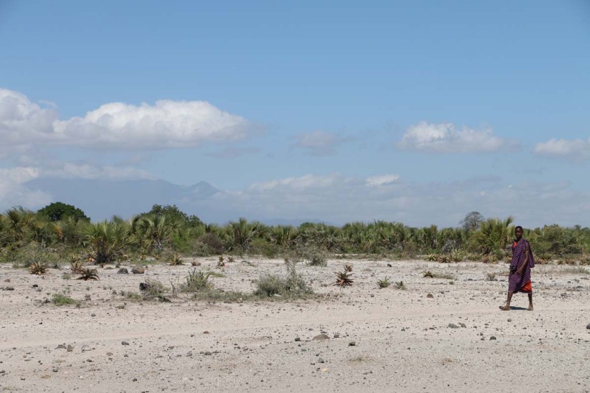 Nature, African, Tanzanian, Moshi, Tanzania, Kilimanjaro