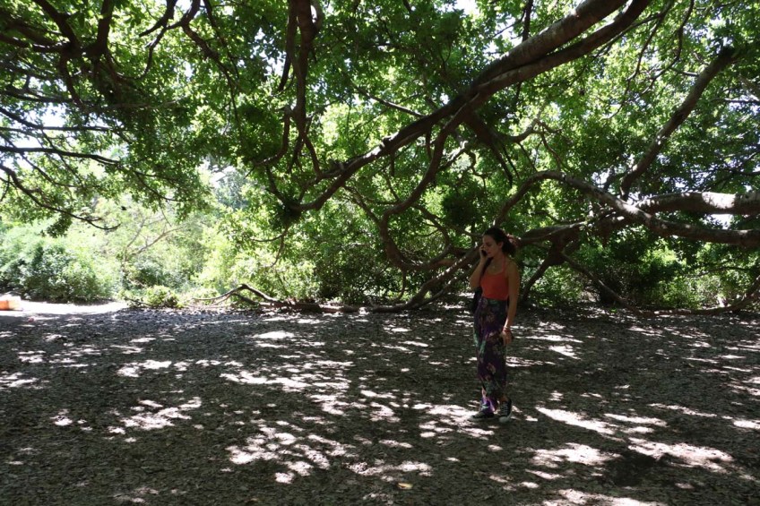 Kikuletwa, hot springs, water, africa, tanzania, african, nature, magic, divine