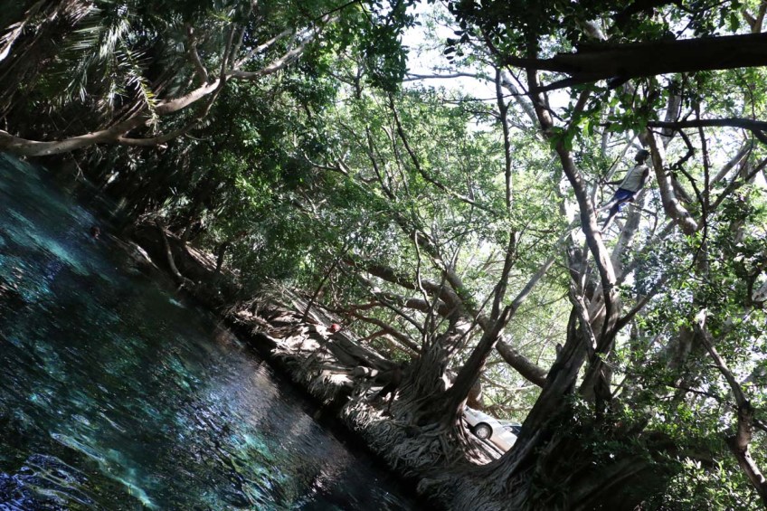 Kikuletwa, hot springs, water, africa, tanzania, african, nature, magic, divine