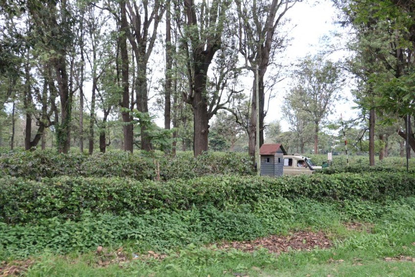 Arusha, greenery, Africa, Tanzania