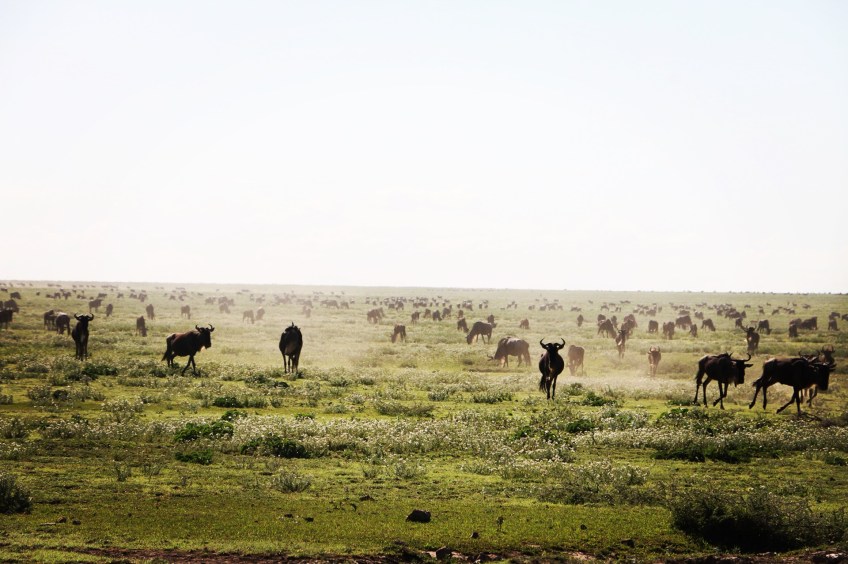 1-wild-beast-safari-tanzania-serengetti-safari-animal-jungle-40