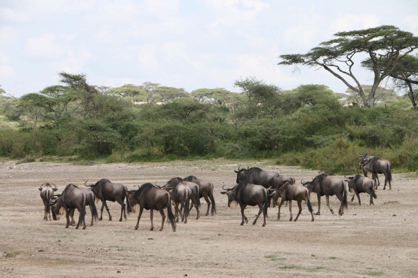 1-wild-beast-safari-tanzania-serengetti-safari-animal-jungle-40