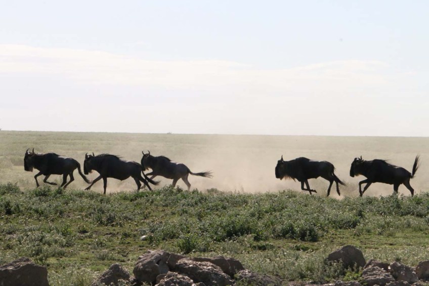 1-wild-beast-safari-tanzania-serengetti-safari-animal-jungle-40