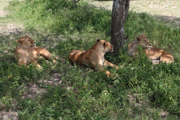 1-lioness-tanzania-serengetti-safari-animal-jungle-14