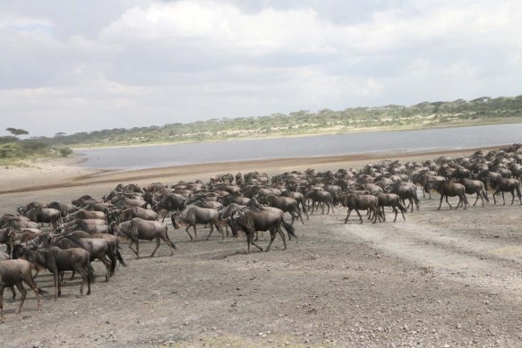 1-wild-beast-safari-tanzania-serengetti-safari-animal-jungle-40