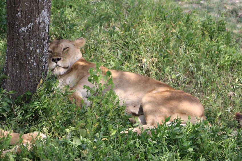 Lioness, Lion, safari, tanzania, jungle, wild life, serengeti, ngorongoro