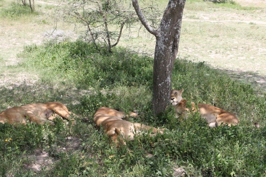 Lioness, Lion, safari, tanzania, jungle, wild life, serengeti, ngorongoro