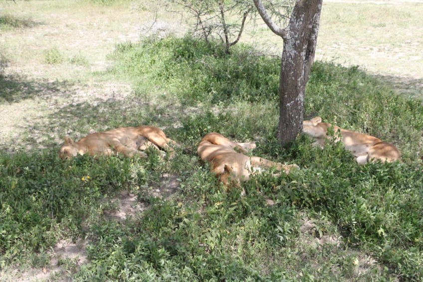 Lioness, Lion, safari, tanzania, jungle, wild life, serengeti