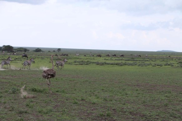 3-ostrich-tanzania-serengetti-safari-animal-jungle-4