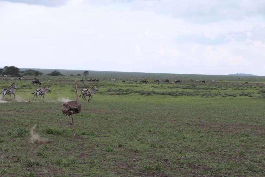 3-ostrich-tanzania-serengetti-safari-animal-jungle-4