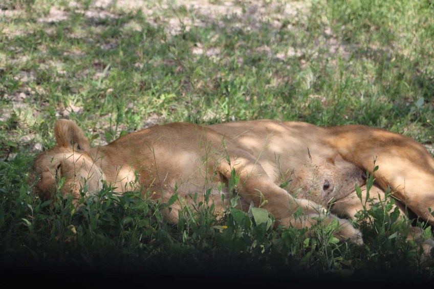 Lioness, Lion, safari, tanzania, jungle, wild life, serengeti