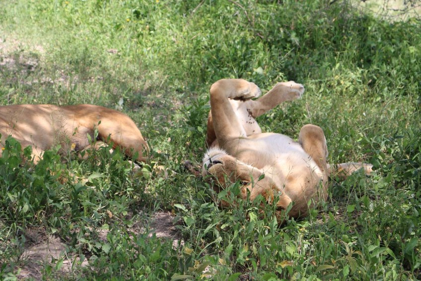 Lioness, Lion, safari, tanzania, jungle, wild life
