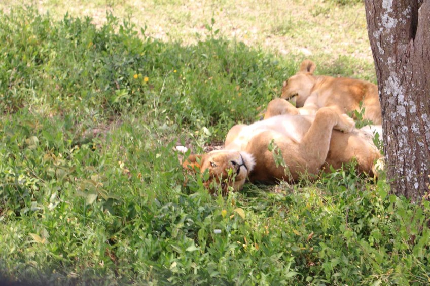 1-lioness-tanzania-serengetti-safari-animal-jungle-14