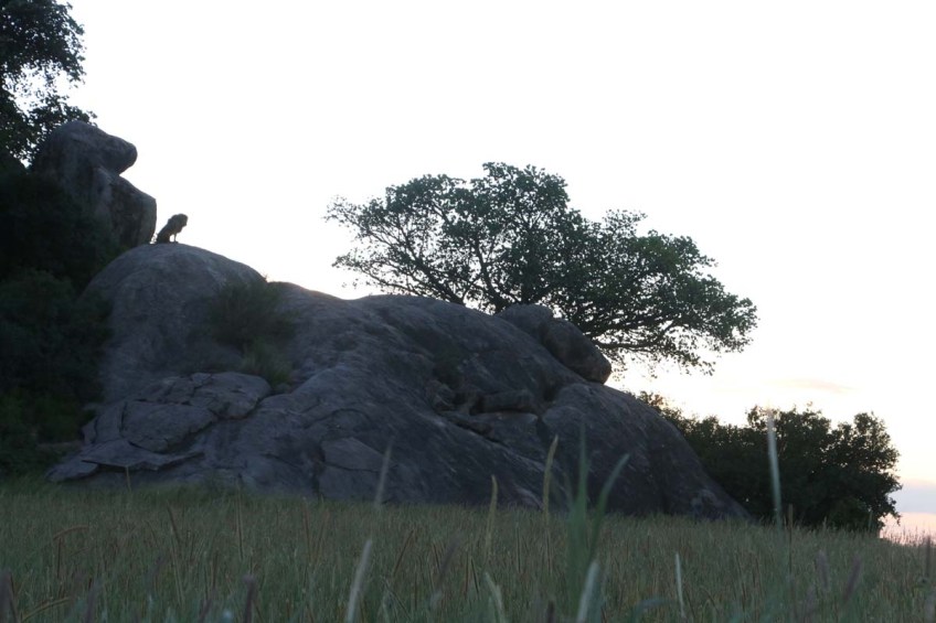 lion-tanzania-serengetti-safari-animal-jungle-16