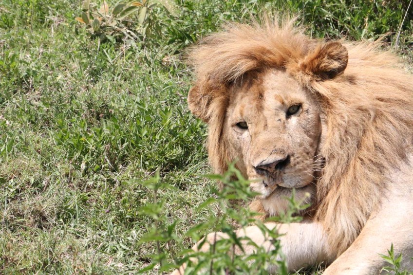 lion-tanzania-serengetti-safari-animal-jungle-16