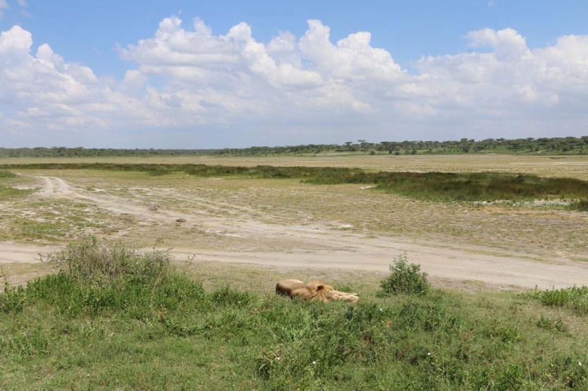 lion-tanzania-serengetti-safari-animal-jungle-16