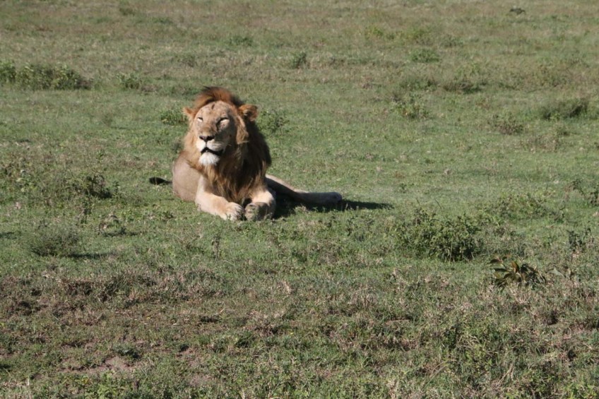 lion-tanzania-serengetti-safari-animal-jungle-16