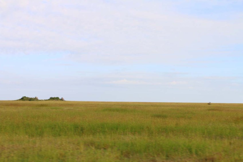 safari-tanzania-serengetti-safari-animal-jungle-113