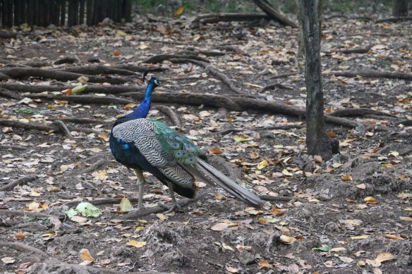 Tanzania, zanzibar, africa, african, cultrue, stonetown, prison island-1