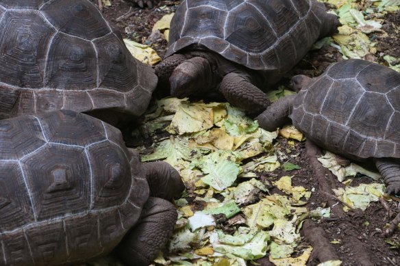 Tanzania, zanzibar, africa, african, cultrue, stonetown, prison island-1