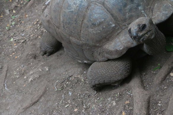 Tanzania, zanzibar, africa, african, cultrue, stonetown, prison island-1