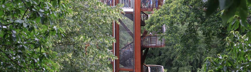 Tree, spiritual, strength, creative